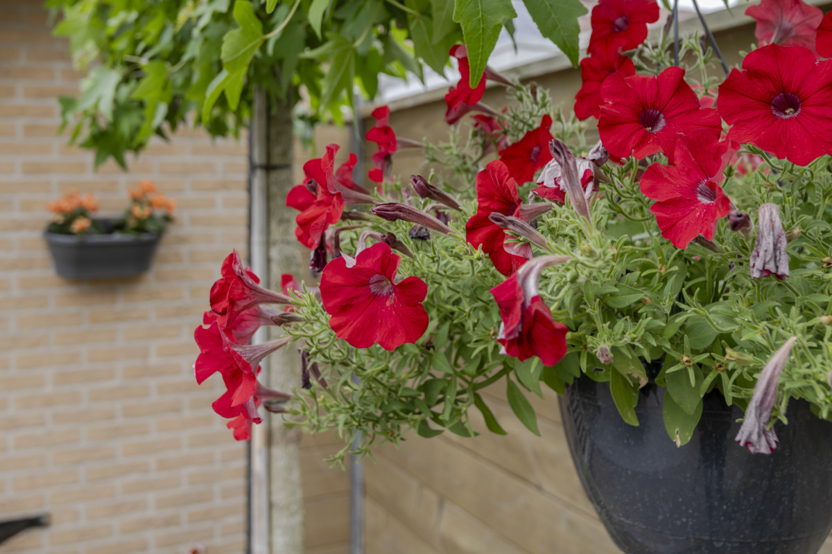Herfsttuin 1 (afbeelding 46)